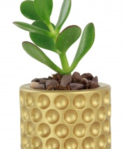 Mini Çiçek Saksı Küçük Sukulent Altın Kaktüs Saksısı Puantiyeli Model
