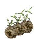 Mini Çiçek Saksı Küçük Sukulent Altın Eskitme Kaktüs Saksısı 3lü Set İnce Çizgili Spiral Model