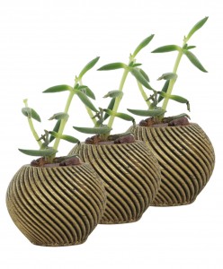 Mini Çiçek Saksı Küçük Sukulent Altın Eskitme Kaktüs Saksısı 3'lü Set İnce Çizgili Spiral Model
