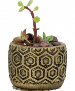 Mini Çiçek Saksı Küçük Sukulent Altın Eskitme Kaktüs Saksısı Altıgen Desenli Model