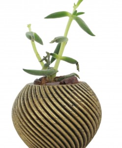 Mini Çiçek Saksı Küçük Sukulent Altın Eskitme Kaktüs Saksısı İnce Çizgili Spiral Model