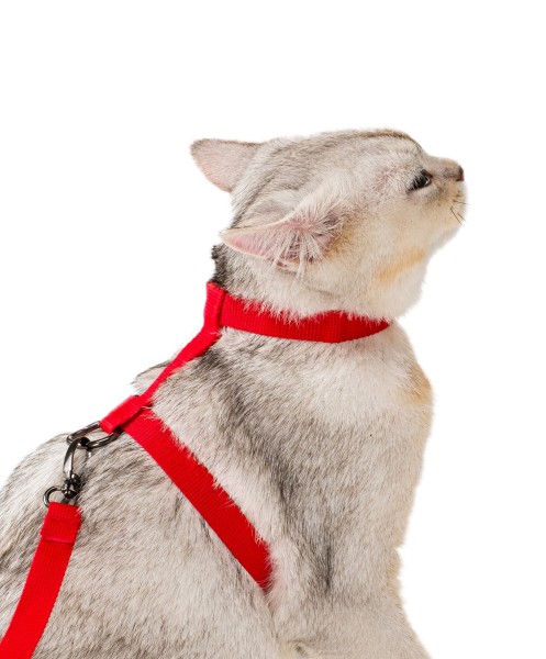 Kaçış Önleyici Bedenli Pembe Kedi Köpek Tasması