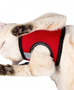 Kedi Köpek Tasması Large Beden Reflektörlü Fileli Hava Alan Kumaş Sevk Kayışlı Model Paris