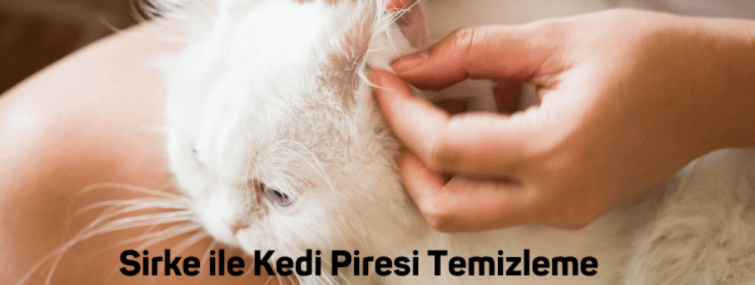 Sirke ile Kedi Piresi Temizleme Yöntemi (Kesin Çözüm)